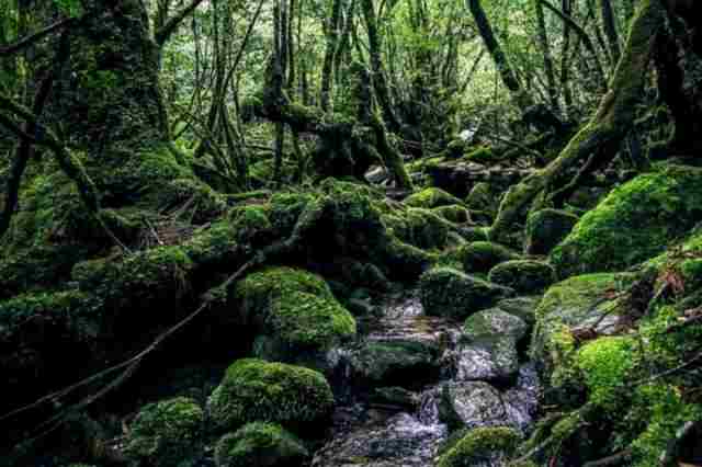 屋久島 世界遺産