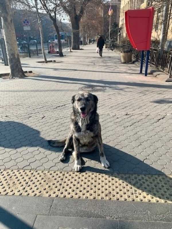 アルメニア エレバン 野犬
