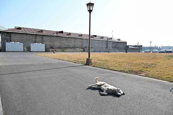 アルメニア エレバン 野犬