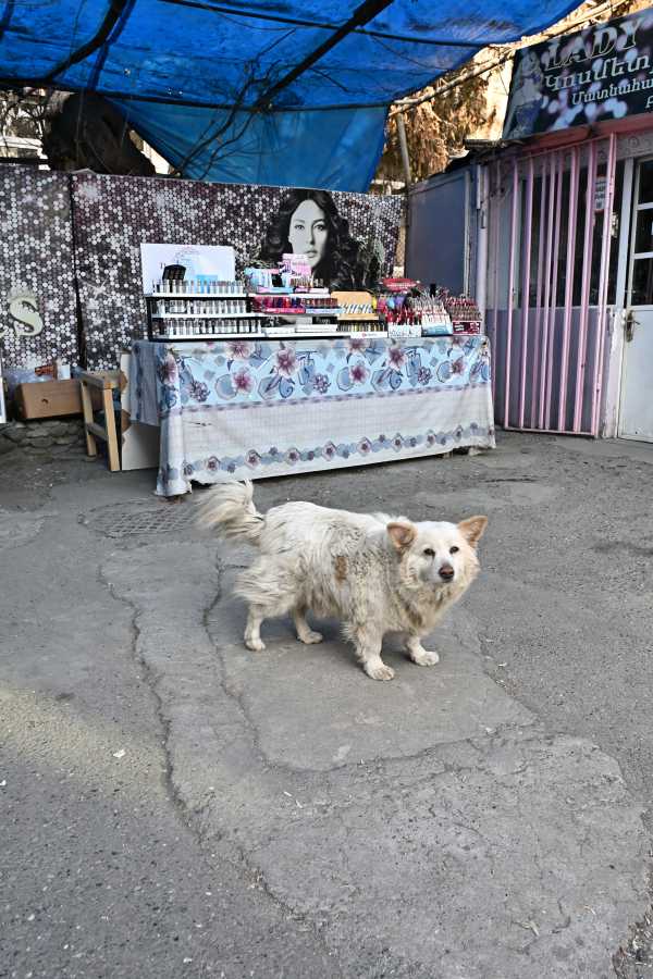 アルメニア エレバン 野犬