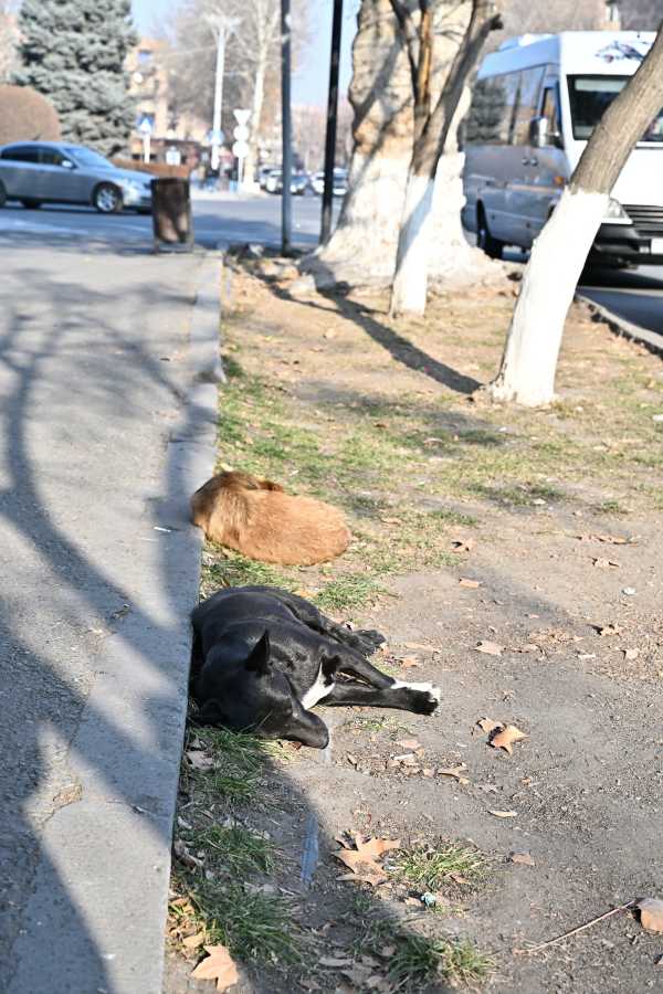 アルメニア エレバン 野犬