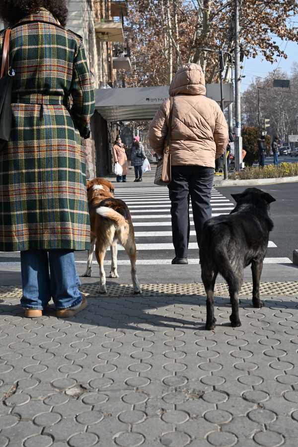 アルメニア エレバン 野犬