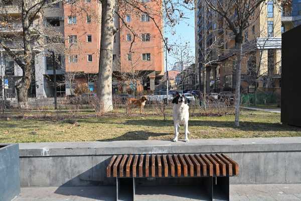 アルメニア エレバン 野犬