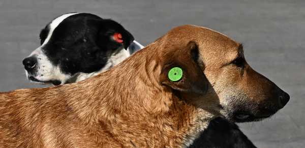 アルメニア エレバン 野犬