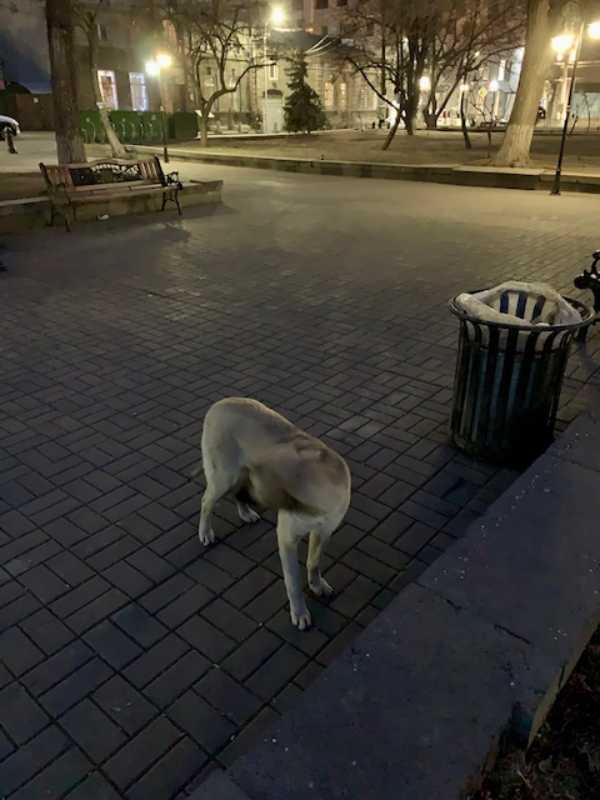 アルメニア エレバン 野犬